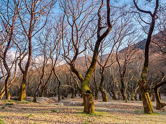 포토 JPG 해외이미지 나무 자연 사람없음 환경 숲 그리스 해외포토 식물 유럽 생태계 파일형식 이미지허브