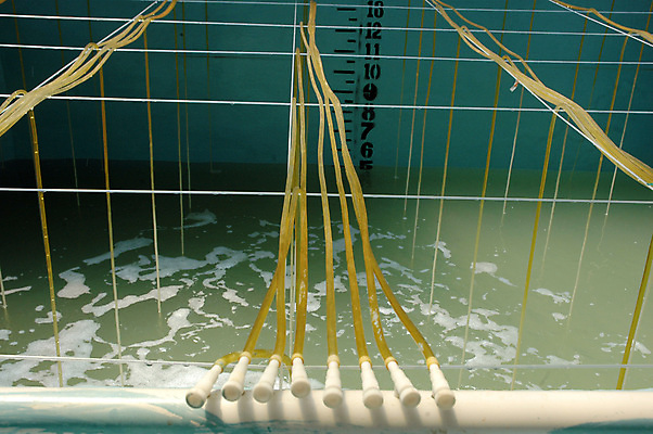 포토 JPG 해외이미지 동물 아시아 새우 실내 갑각류 사람없음 물 목욕 성장 연못 바닷가재 해산물 호스 산소 방법 수경재배 해외포토 자연요소 나라 내부 청결 원소 가재 파일형식 이미지허브