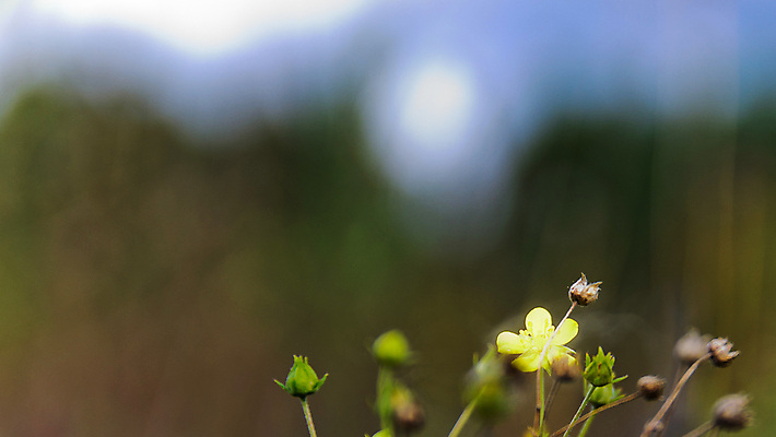 포토 JPG 해외이미지 꽃 밭 수채화 초원 사람없음 해외포토 식물 농업 파일형식 이미지허브