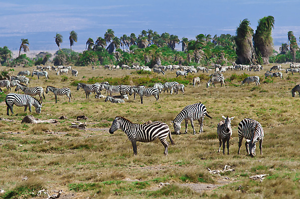 포토 JPG 해외이미지 야생동물 포유류 아프리카 흑백 국립공원 사람없음 가로 줄무늬 얼룩말 케냐 해외포토 동물 공원 나라 무늬 촬영기법 말_동물 파일형식 이미지허브