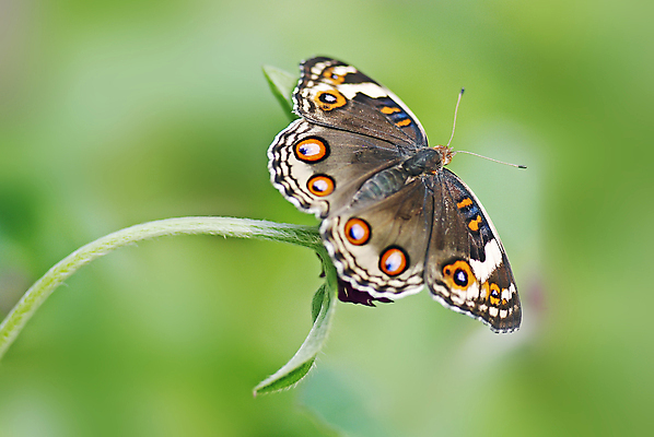 포토 JPG 해외이미지 식물 꽃 나비 곤충 자연 사람없음 초록색 갈색 환경 다양 생태학 해외포토 동물 교육 컬러 다수 생태계 파일형식 이미지허브