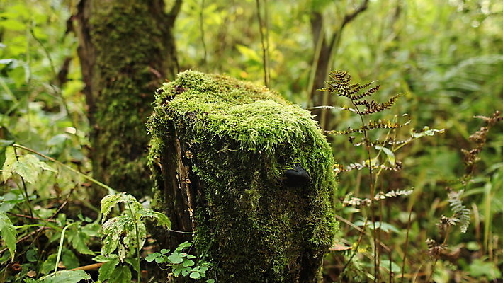 포토 JPG 해외이미지 나무 식물 잎 포장 자연 이끼 사람없음 야외 초록색 침묵 황무지 선택 숲 장면 지역 상록수 해외포토 컬러 컨셉 소리 생태계 파일형식 이미지허브