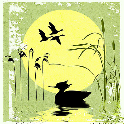 JPG 해외이미지 실루엣 여러마리 일러스트 오리 사람없음 초록색 달 비행 부들 해외일러스트 자연요소 컬러 다수 조류 촬영기법 파일형식 이미지허브