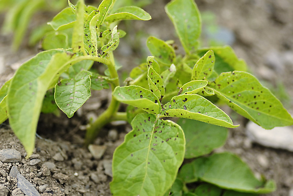 포토 JPG 해외이미지 식물 계절 꽃 음식 잎 밭 농업 채소 자연 감자 사람없음 야외 초록색 햇빛 농장 환경 정원 맑음 봄 수확 성장 시골 신선 질병 땅 유기농 원예 날것 내추럴 땅바닥 밭일 해로움 세련 해외포토 웰빙 산업 컬러 컨셉 의학 날씨 바닥 취미 태양 생태계 파일형식 이미지허브