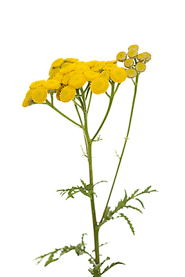 포토 JPG 해외이미지 식물 꽃 잎 자연 사람없음 노란색 들꽃 벚꽃 개화 약초 허브 흰배경 해외포토 컬러 백그라운드 흰색 풀_식물 생태계 파일형식 이미지허브