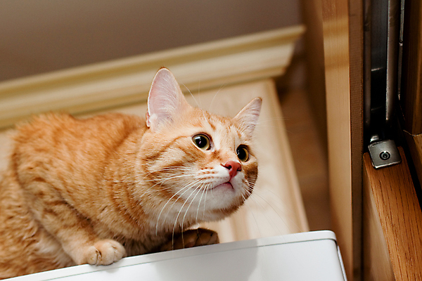 포토 JPG 해외이미지 동물 1 응시 벽 포즈 놀이 주택 털 앉기 사람없음 목재 가로 반려동물 갈색 고양이 흰색 사냥 얼룩무늬 생강 해외포토 나무 시선 컬러 무늬 채소 재료 포유류 모션 건물 파일형식 이미지허브