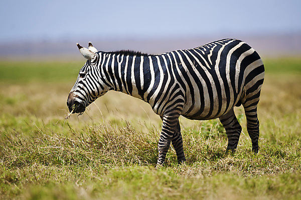 포토 JPG 해외이미지 야생동물 포유류 아프리카 흑백 국립공원 사람없음 가로 줄무늬 얼룩말 케냐 해외포토 동물 공원 나라 무늬 촬영기법 말_동물 파일형식 이미지허브