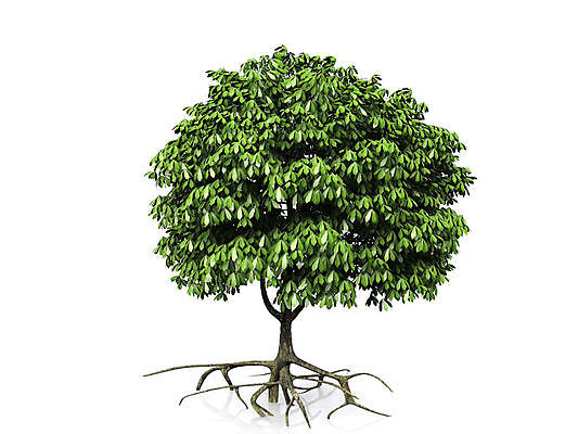 포토 JPG 해외이미지 나무 식물 줄기 백그라운드 잎 자연 사람없음 초록색 여름 3D 환경 정원 봄 덮개 흰색 나뭇가지 신선 고독 밤 숲 큼 싱글 에코 생태계 내추럴 생태학 옛날 해외포토 계절 교육 감정 컬러 견과류 뚜껑 크기 디지털합성 파일형식 이미지허브