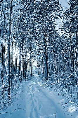 포토 JPG 해외이미지 나무 길 겨울 자연 풍경 사람없음 야외 눈 숲 가로수 해외포토 자연요소 식물 계절 날씨 생태계 파일형식 이미지허브