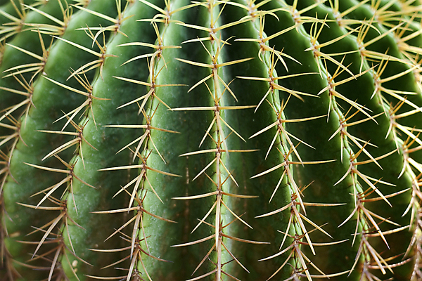 포토 JPG 해외이미지 식물 공원 꽃 여행 백그라운드 꽃무늬 자연 선인장 건조 건강 사람없음 빨간색 초록색 여름 환경 정원 성장 바늘 뜨거움 묘사 질감 날카로움 스파이크 내추럴 이국적 해외포토 계절 공공시설 컬러 무늬 도구 생태계 파일형식 이미지허브