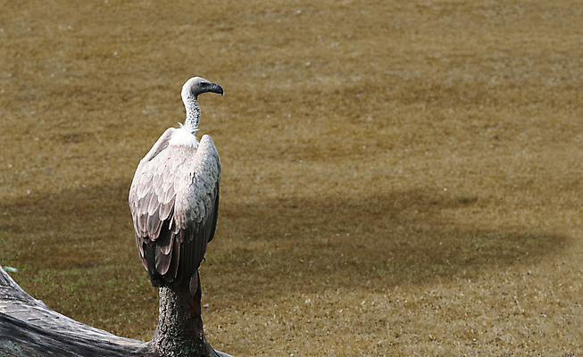 포토 JPG 해외이미지 나무 동물 응시 공원 야생동물 아프리카 자연 조류 생물 동물원 사람없음 나뭇가지 위험 먹이 사파리 깃털 사냥 육식동물 사냥꾼 고립 섬광 스캔 카피스페이스 해외포토 식물 직업 시선 공공시설 나라 컨셉 공백 생태계 파일형식 이미지허브