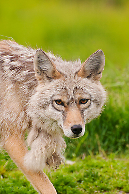 포토 JPG 해외이미지 동물 공원 야생동물 자연 털 동물원 사람없음 빨간색 초록색 갈색 센터 여우 헛간 알래스카 고립 온실 그리너리 해외포토 공공시설 컬러 포유류 미국 생태계 저장고 파일형식 트랜드컬러 이미지허브