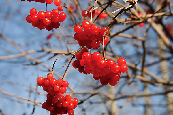 포토 JPG 해외이미지 나무 식물 열매 과일 자연 하늘 건강 사람없음 빨간색 파란색 가을 나뭇가지 다발 해외포토 계절 컬러 생태계 파일형식 이미지허브