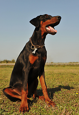포토 JPG 해외이미지 동물 1 밭 자연 하늘 앉기 초원 사람없음 야외 파란색 반려동물 검은색 개 강아지 혀 송곳니 유래 경비견 해외포토 컬러 농업 포유류 모션 입 치아 생태계 파일형식 이미지허브
