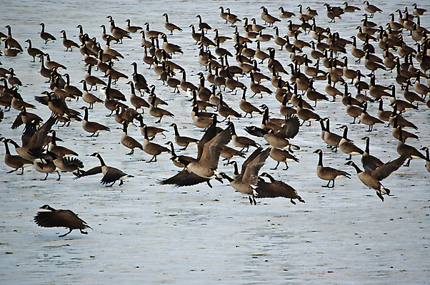 포토 JPG 해외이미지 야생동물 겨울 자연 조류 사람없음 야외 가로 물 컬러풀 얼음 연못 해외포토 자연요소 동물 계절 컬러 생태계 파일형식 이미지허브
