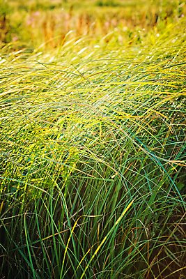 포토 JPG 해외이미지 식물 계절 꽃 밭 농업 자연 아침 풍경 초원 사람없음 야외 여름 빛 햇빛 농장 환경 활발 들꽃 성장 벚꽃 전원 시골 땅 시리얼 속도 수평선 해외포토 주간 산업 음식 컨셉 태양 전기에너지 생태계 파일형식 이미지허브