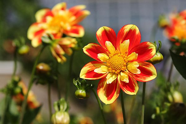 포토 JPG 해외이미지 식물 꽃잎 꽃 행복 백그라운드 꽃무늬 자연 해바라기 따뜻함 건강 사람없음 빨간색 초록색 빛 컬러풀 햇빛 태양 뷰티 노란색 정원 맑음 봄 활발 벚꽃 신선 개화 황금 유기농 원예 빛망울 내추럴 해외포토 자연요소 웰빙 계절 감정 컬러 컨셉 무늬 날씨 취미 생태계 파일형식 이미지허브