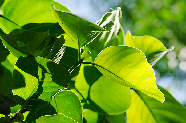 포토 JPG 해외이미지 식물 템플릿 디자인 백그라운드 잎 패턴 자연 추상 프레임 사람없음 목재 초록색 빛 환경 봄 젖음 성장 물방울 신선 작음 유기농 질감 내추럴 인공 해외포토 나무 웰빙 계절 컬러 무늬 재료 크기 생태계 파일형식 이미지허브