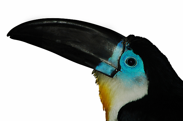 포토 JPG 해외이미지 나무 동물 야생동물 신체 날개 자연 조류 동물원 앉기 사람없음 그래픽 컬러풀 노란색 머리 우주 환경 검은색 미국 흰색 나뭇가지 열대우림 깃털 그림 코 부리 슛 브라질 계산서 내추럴 고립 이국적 해외포토 식물 컬러 북아메리카 모션 신체부위 남아메리카 숲 생태계 파일형식 이미지허브