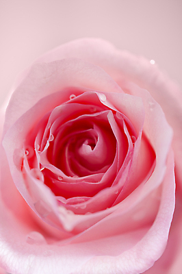 포토 JPG 해외이미지 1 디자인 꽃 줄기 분홍색 꽃다발 결혼 컨셉 꽃무늬 자연 결혼식 휴가 전등 발렌타인데이 선물 사랑 사람없음 뷰티 장미 우주 봄 낭만 벚꽃 흰색 신용카드 닫기 달콤 실크 다발 심볼 활 싱글 질감 아로마 슛 열정 부드러움 고립 엘리먼트 스타일 해외포토 식물 계절 감정 컬러 무늬 모션 데이이벤트 조명 이벤트 금융 직물 감각 맛 생태계 파일형식 이미지허브