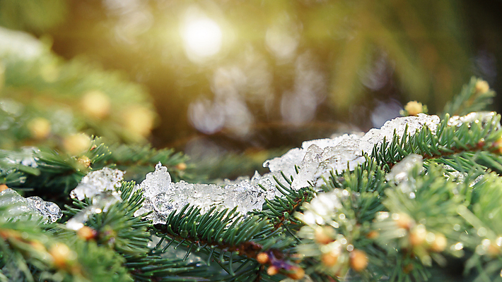 포토 JPG 해외이미지 나무 계절 백그라운드 크리스마스 겨울 자연 새로움 사람없음 초록색 빛 뷰티 냉동 얼음 추위 나뭇가지 소나무 숲 12월 연도 서리 문학 상록수 침엽수 전나무 가문비나무 해외포토 자연요소 식물 기념일 컬러 컨셉 날짜 생태계 파일형식 이미지허브