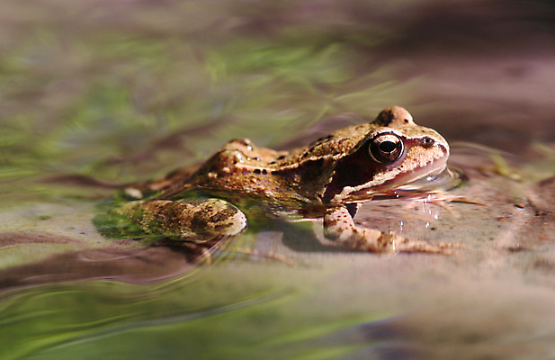 포토 JPG 해외이미지 동물 응시 호수 파도 자연 개구리 양서류 사람없음 초록색 물 강 컬러풀 환경 봄 활발 젖음 흐름 관찰 연못 개울 닫기 작음 엿보기 생물학 서식지 두꺼비 동물상 생태학 카피스페이스 해외포토 자연요소 시선 계절 교육 바다 컬러 컨셉 모션 조형물 공백 크기 생태계 파일형식 이미지허브