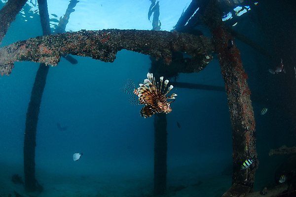 포토 JPG 해외이미지 동물 아시아 스포츠 바다 섬 여행 휴가 휴식 어류 취미 사람없음 물 파란색 평화 수중 수영 탐험 산호 잠수부 다이빙 암초 말레이시아 깊이 이국적 파라다이스 해외포토 자연요소 나라 컬러 컨셉 수중동물 수상스포츠 자포동물 전문직 수중스포츠 파일형식 이미지허브