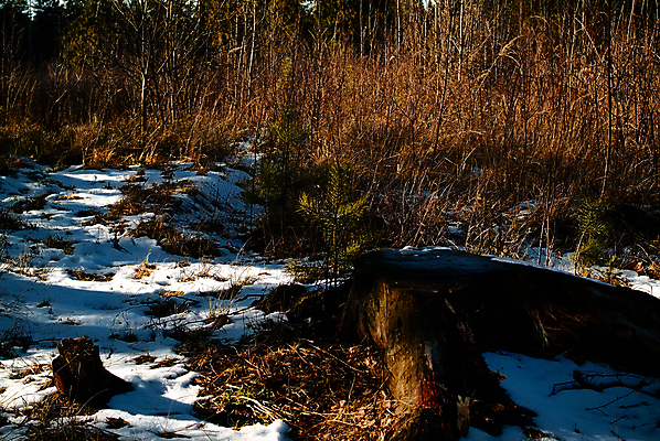포토 JPG 해외이미지 나무 식물 계절 유럽 줄기 백그라운드 밭 자연 하늘 날씨 따뜻함 그림자 사람없음 야외 목재 초록색 빛 컬러풀 태양 일출 환경 맑음 귀걸이 일몰 봄 젖음 촉촉함 흰색 면 닫기 습지 저녁 숲 수분 장면 북쪽 침엽수 솜털 내추럴 해외포토 자연요소 나라 컬러 농업 재료 장신구 모션 노을 야간 방향 생태계 파일형식 이미지허브