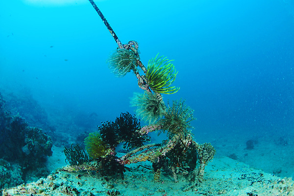포토 JPG 해외이미지 아시아 별 야생동물 바다 동양인 사람없음 세로 노란색 수중 침묵 활발 동쪽 남쪽 말레이시아 해외포토 자연요소 동물 나라 컬러 컨셉 인종 소리 방향 파일형식 이미지허브