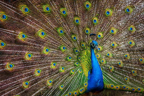포토 JPG 해외이미지 동물 남자 야생동물 백그라운드 패턴 자연 조류 동물원 사람없음 가로 초록색 파란색 컬러풀 뷰티 활발 의식 우아함 공작 전시회 깃털 꼬리 부리 목 보여주기 꿩 수탉 내추럴 터키석 해외포토 컬러 컨셉 무늬 모션 사람 신체부위 전시 닭 보석 수컷 생태계 파일형식 이미지허브