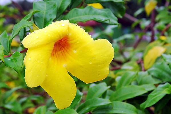 포토 JPG 해외이미지 식물 디자인 꽃잎 꽃 행복 아시아 백그라운드 잎 꽃무늬 농업 자연 선물 사람없음 장식 농작물 뷰티 노란색 평화 정원 낭만 수확 벚꽃 종 물방울 신선 이슬 빗방울 관목 향기 트럼펫 부드러움 포도나무 내추럴 엘리먼트 해외포토 나무 감정 나라 산업 컬러 컨셉 무늬 감각 비_날씨 과일나무 금관악기 생태계 냄새 파일형식 이미지허브