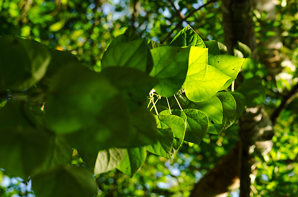 포토 JPG 해외이미지 식물 템플릿 디자인 백그라운드 잎 패턴 자연 추상 프레임 사람없음 목재 초록색 여름 빛 환경 봄 젖음 성장 물방울 신선 작음 유기농 질감 내추럴 인공 해외포토 나무 웰빙 계절 컬러 무늬 재료 크기 생태계 파일형식 이미지허브