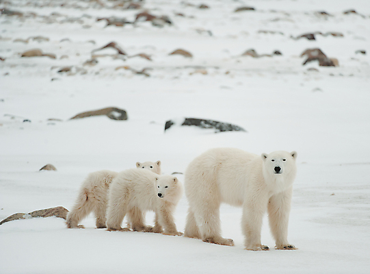 포토 JPG 해외이미지 동물 야생동물 어린이 여행 캐나다 겨울 곰 포유류 포옹 자연 엄마 사람없음 가로 글로벌 얼음 새벽 흰색 만 떨어짐 위험 큼 북극 필름 육식동물 봉 북쪽 멸종 바둑 허드슨강 해외포토 자연요소 계절 컬러 컨셉 북아메리카 가족 안기 놀이 사람 강 미국 크기 극지방 방향 생태계 파일형식 이미지허브