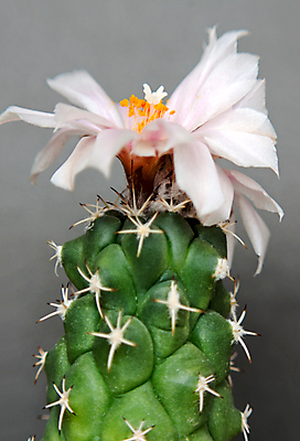 포토 JPG 해외이미지 식물 꽃 자연 선인장 사람없음 초록색 어둠 오브젝트 분재 해외포토 나무 컬러 생태계 파일형식 이미지허브