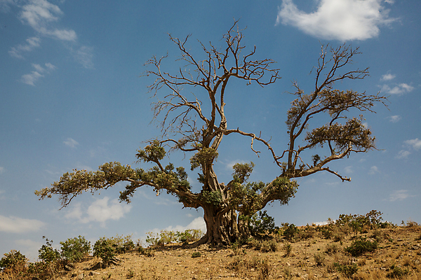포토 JPG 해외이미지 나무 구름 하늘 건조 풍경 사람없음 나뭇가지 뜨거움 해외포토 자연요소 식물 파일형식 이미지허브