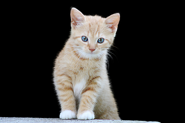 포토 JPG 해외이미지 동물 응시 행복 포즈 장난 포유류 놀이 수염 털 사랑 앉기 사람없음 반려동물 귀여움 고양이 흰색 달콤 작음 스케치 모피 만족 호기심 육식동물 얼룩무늬 솜털 수의사 해외포토 시선 감정 컬러 컨셉 무늬 모션 미술 의사 맛 크기 파일형식 이미지허브