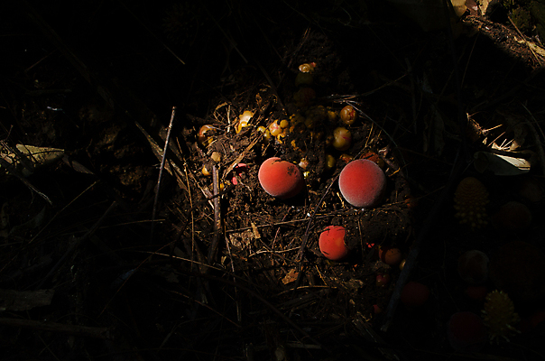 포토 JPG 해외이미지 나무 식물 꽃 잎 꽃무늬 태국 사람없음 빨간색 뷰티 성장 개화 닫기 숲 열대우림 가득함 뿌리 길이 내추럴 기생충 해외포토 아시아 컬러 무늬 모션 바이러스 파일형식 이미지허브