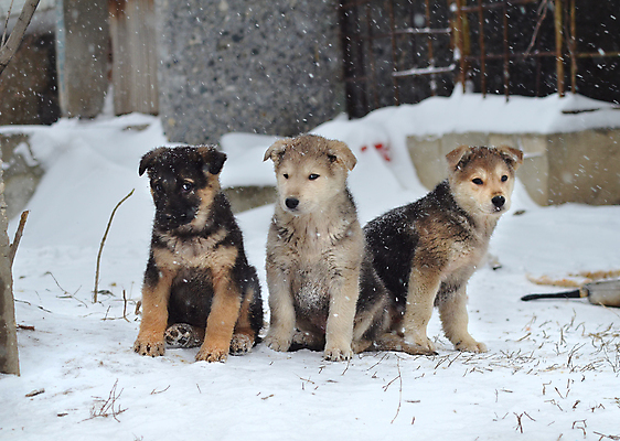 포토 JPG 해외이미지 동물 호수 얼굴 밭 장난 자연 건강 미소 사람없음 야외 물 반려동물 노란색 머리 검은색 수영 봄 기쁨 젖음 코트 가을 양치기 닫기 개 닥스훈트 혀 코 귀 송곳니 경보 기르기 바보 해외포토 자연요소 직업 계절 감정 컬러 농업 포유류 모션 표정 신체부위 외투 수상스포츠 입 치아 생태계 돌봄 파일형식 이미지허브