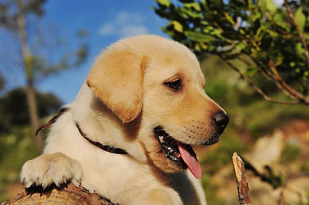 포토 JPG 해외이미지 주간 한마리 반려견 새끼 사람없음 야외 아웃포커스 반려동물 산책 강아지 래브라도리트리버 해외포토 자연요소 동물 1 휴식 촬영기법 개 리트리버 파일형식 이미지허브