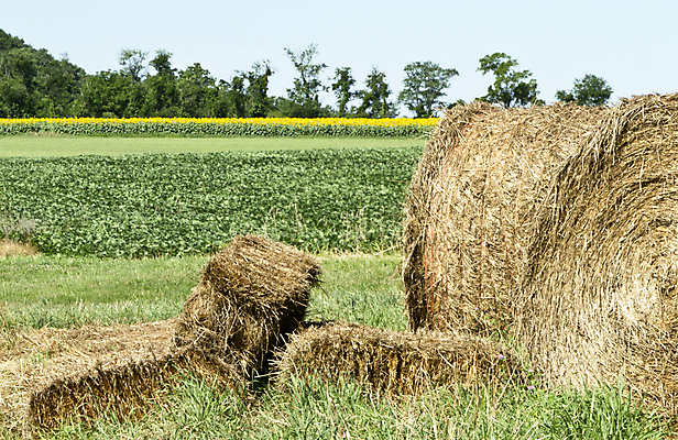 포토 JPG 해외이미지 계절 꽃 여행 밭 자연 해바라기 씨앗 사람없음 초록색 여름 파란색 농작물 햇빛 뷰티 농장 농경지 맑음 시골 볏짚 땅 밀짚 해외포토 식물 컬러 농업 날씨 태양 짚 생태계 파일형식 이미지허브