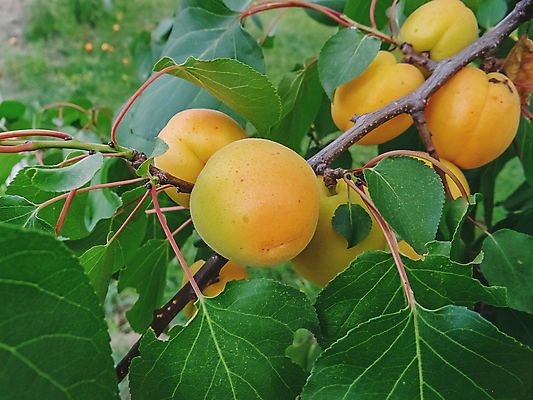 포토 JPG 해외이미지 나무 식물 계절 음식 농업 오렌지 자연 하늘 디저트 매달리기 건강 사람없음 초록색 여름 햇빛 태양 노란색 정원 맑음 수확 성장 나뭇가지 신선 거친 선택 달콤 맛 과수원 친환경 유기농 원예 날것 바이오 살구 숙성 정중 채식주의자 맛있는 해외포토 자연요소 웰빙 산업 컬러 컨셉 과일 모션 날씨 취미 환경 생태계 채식 파일형식 이미지허브
