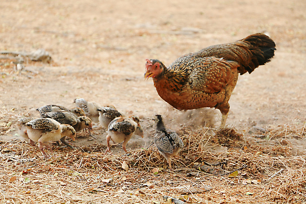 포토 JPG 해외이미지 동물 여자 농업 자연 조류 사람없음 야외 갈색 계란 치킨 가축 그룹 암탉 많음 해외포토 산업 컬러 컨셉 사람 알 닭 암컷 생태계 닭고기요리 파일형식 이미지허브