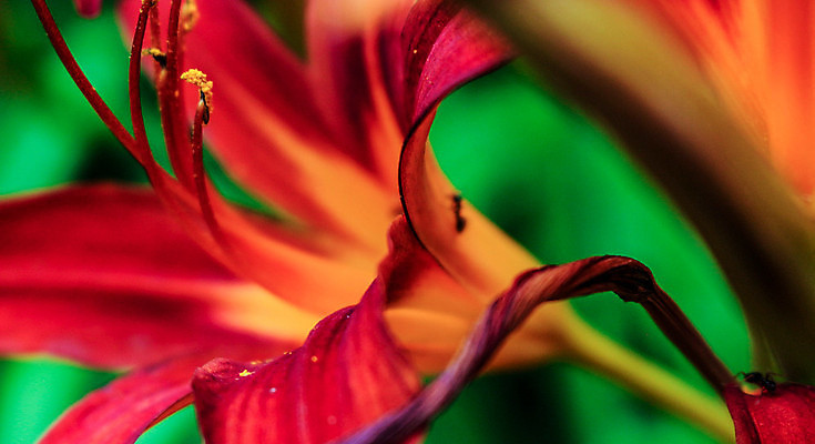 포토 JPG 해외이미지 식물 꽃잎 꽃 백그라운드 잎 밭 오렌지 자연 벽지 종류 사람없음 초록색 물 여름 뷰티 정원 들꽃 벚꽃 가을 물방울 꽃술 신선 호랑이 백합 질감 화단 내추럴 꽃수술 해외포토 자연요소 계절 컬러 농업 과일 포유류 생태계 파일형식 이미지허브