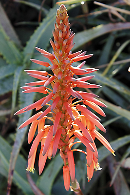 포토 JPG 해외이미지 모양 식물 1 꽃잎 꽃 줄기 백그라운드 잎 꽃무늬 오렌지 자연 건강 사람없음 야외 빨간색 세로 초록색 햇빛 약 맑음 활발 성장 벚꽃 약초 허브 관목 묘사 싱글 원뿔 스파이크 리빙 내추럴 알로에 플로리다 해외포토 도형 나무 컬러 컨셉 무늬 과일 의학 날씨 태양 미국 풀_식물 생태계 파일형식 이미지허브