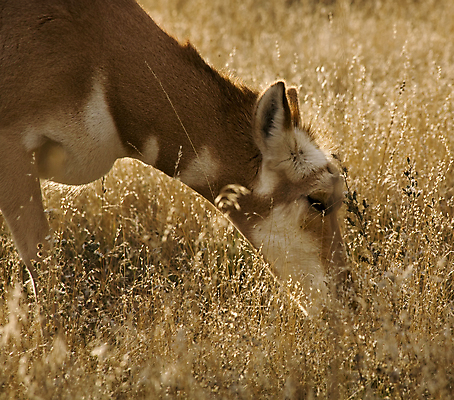 포토 JPG 해외이미지 공원 여자 야생동물 밭 포유류 자연 사람없음 게임 방목 들소 먹기 사냥 영양 전국 찰과상 해외포토 동물 공공시설 농업 모션 놀이 사람 소 축산업 상처 생태계 파일형식 이미지허브