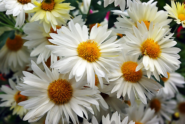 포토 JPG 해외이미지 식물 꽃잎 꽃 행복 밭 자연 건강 초원 사람없음 야외 초록색 여름 파란색 뷰티 노란색 환경 정원 봄 벚꽃 흰색 신선 닫기 차 보호 작음 허브 묘사 데이지 내추럴 생태학 캐모마일 그리너리 해외포토 계절 교육 감정 음료 컬러 컨셉 농업 모션 크기 생태계 파일형식 트랜드컬러 이미지허브