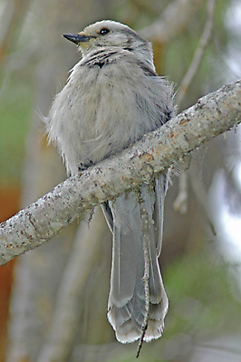 포토 JPG 해외이미지 나무 동물 노래 조류 사람없음 회색 작음 해외포토 식물 음악 컬러 크기 파일형식 이미지허브