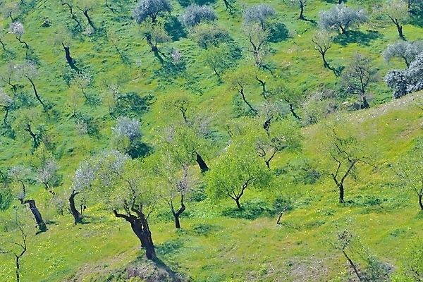 포토 JPG 해외이미지 나무 식물 꽃 유럽 스포츠 농업 과일 하늘 산 풍경 경사 사람없음 야외 가로 농장 낭만 무대 성장 사과 개발 매각 안달루시아 세련 해외포토 나라 산업 컨셉 스페인 파일형식 이미지허브