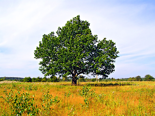 포토 JPG 해외이미지 나무 1 계절 잎 밭 자연 하늘 사람없음 초록색 파란색 노란색 평화 우주 환경 힘 침묵 나뭇가지 시골 고독 러시아 도토리 내추럴 옛날 혼자 수평선 해외포토 식물 감정 유럽 컬러 컨셉 농업 소리 견과류 생태계 파일형식 이미지허브