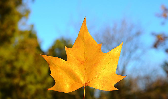 포토 JPG 해외이미지 나무 식물 계절 백그라운드 단풍 잎 오렌지 자연 사람없음 야외 빨간색 파란색 뷰티 노란색 환경 봄 황금 9월 묘사 질감 천국 10월 해외포토 컬러 과일 날짜 생태계 파일형식 이미지허브